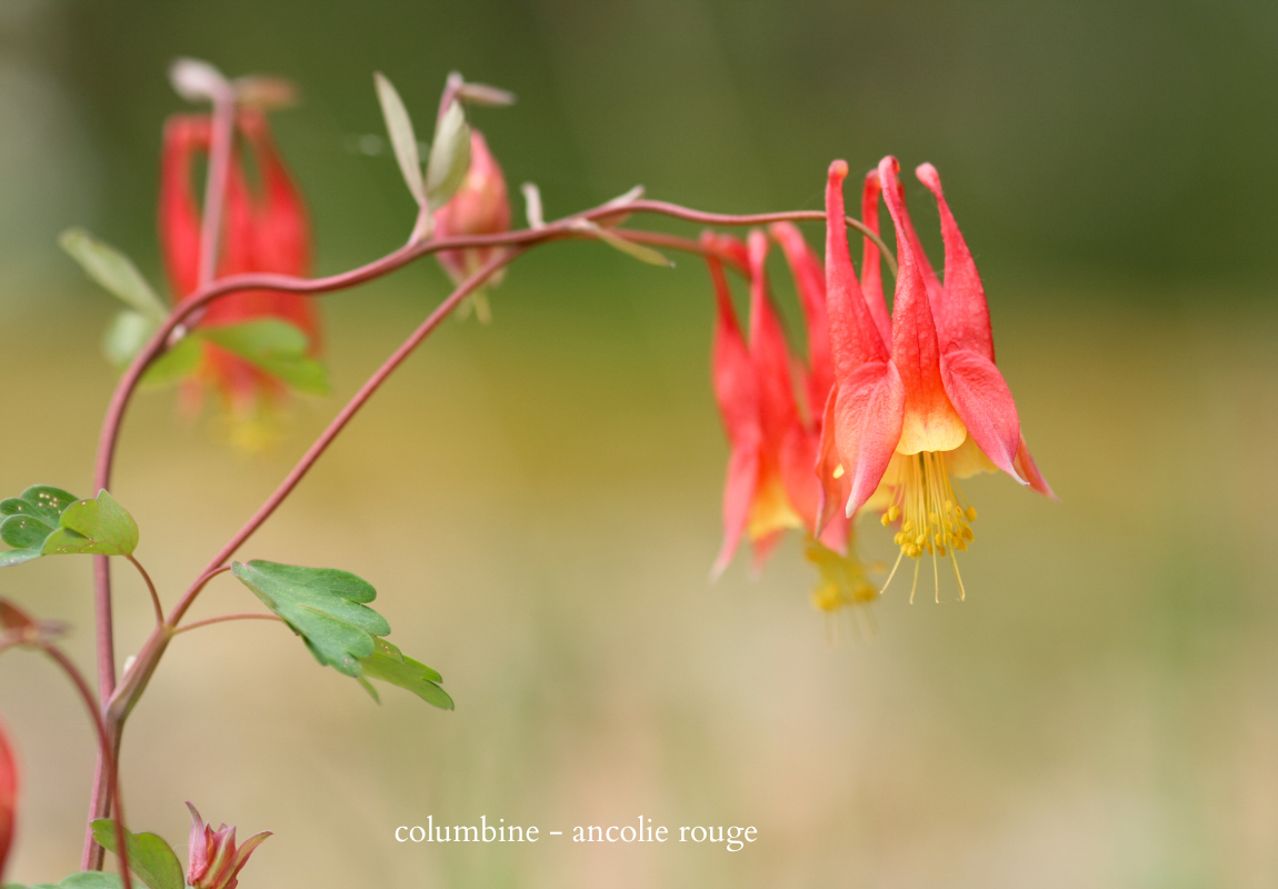 columbine