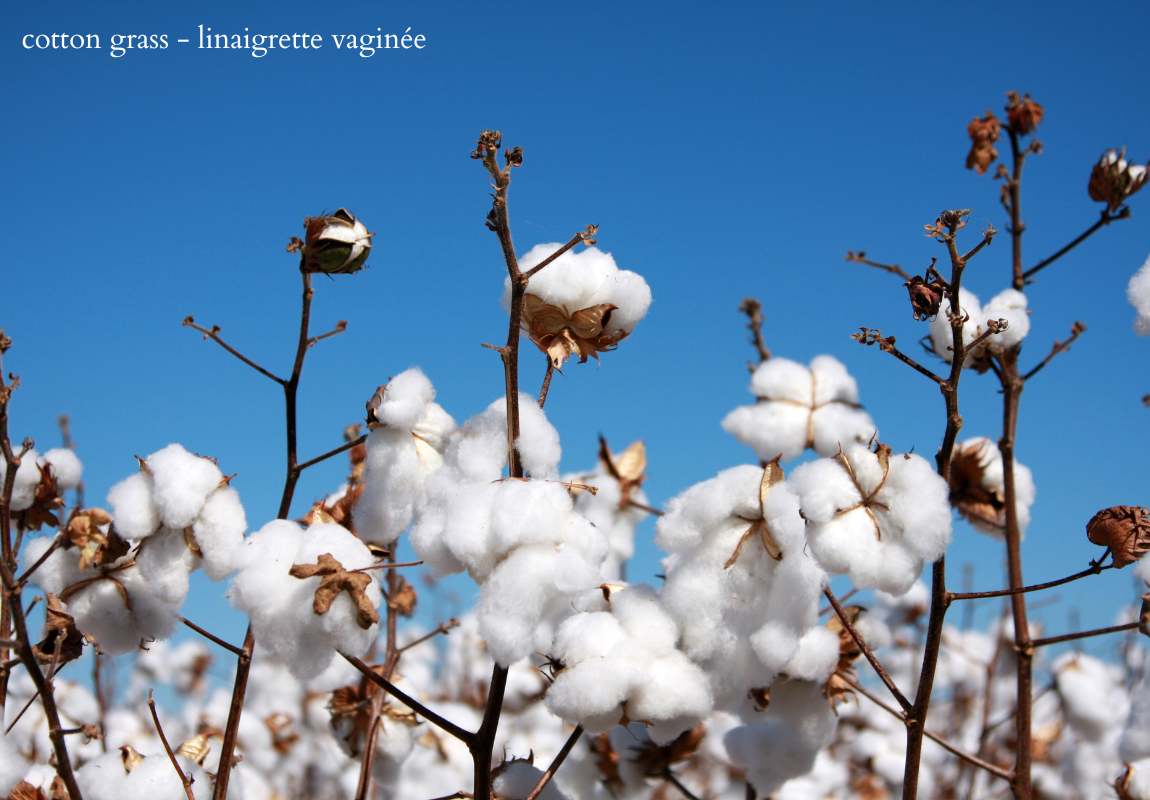 cotton grass