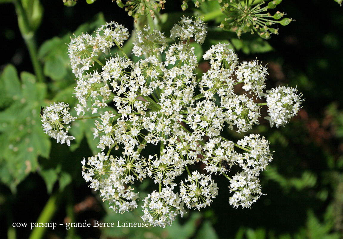 cow parsnip