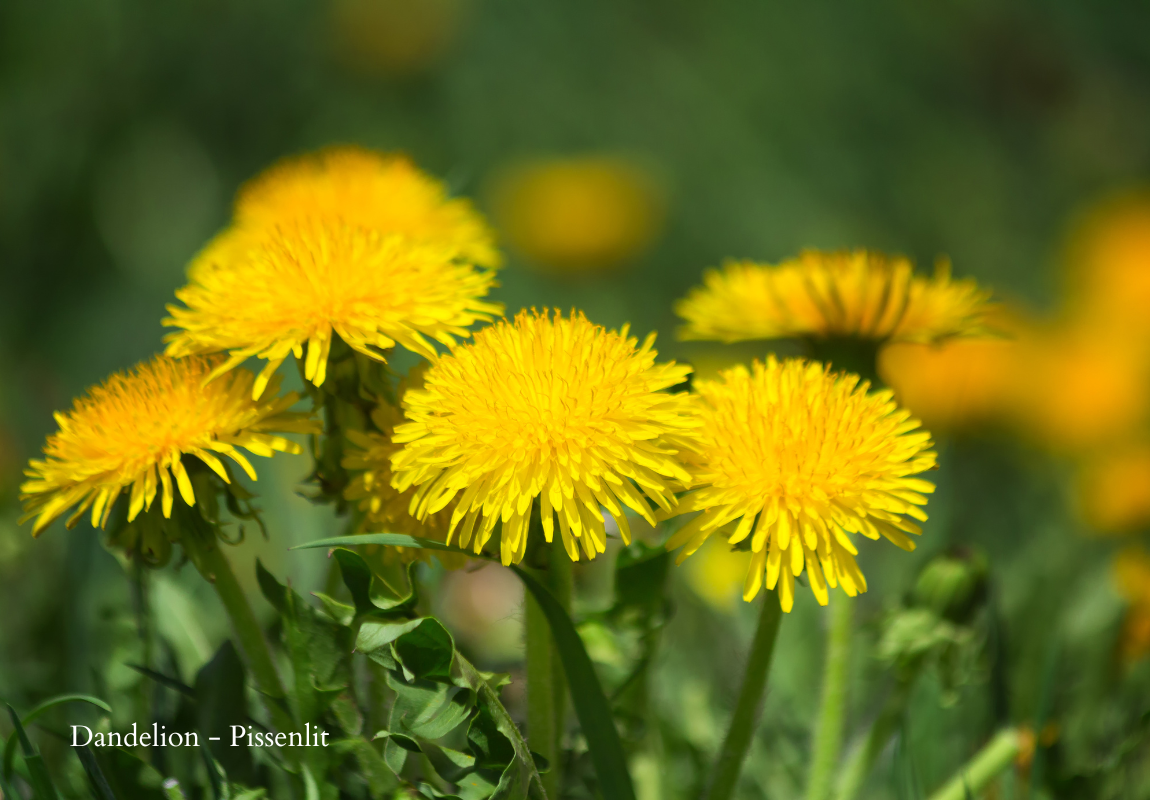 dandelion