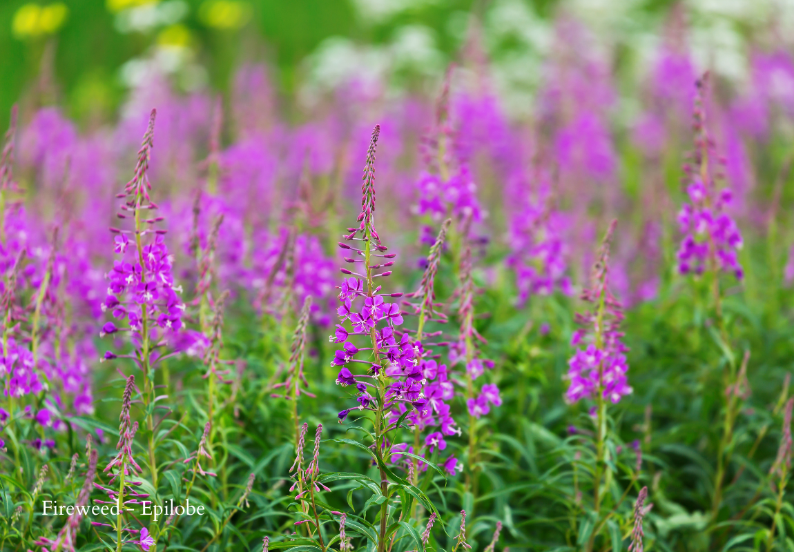 fireweed