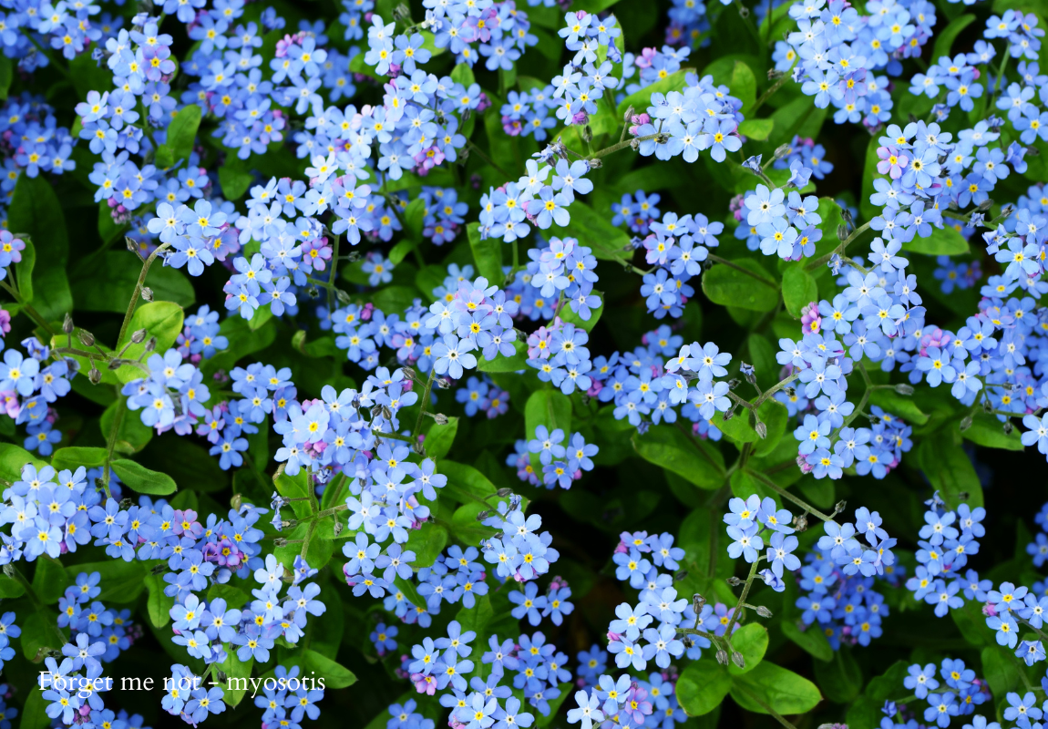 myosotis