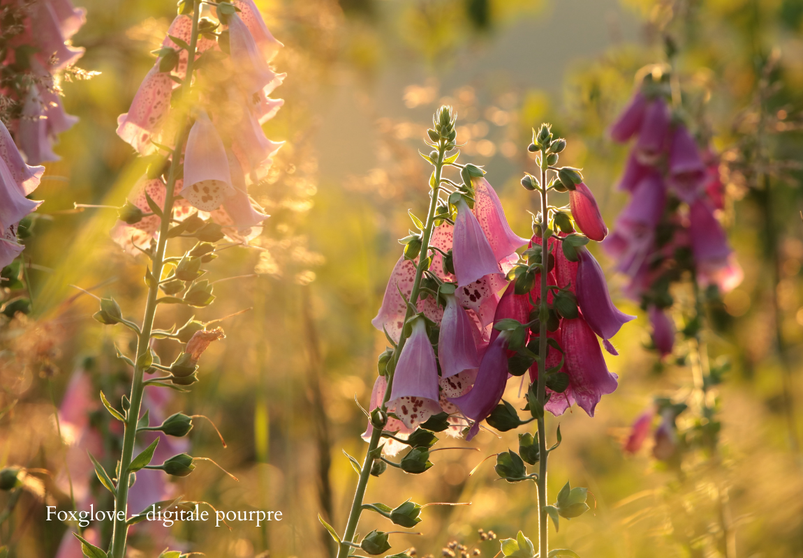 foxglove