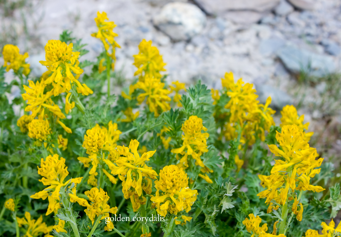 golden corydalis