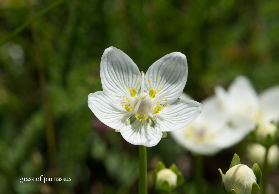 grass of parnasus