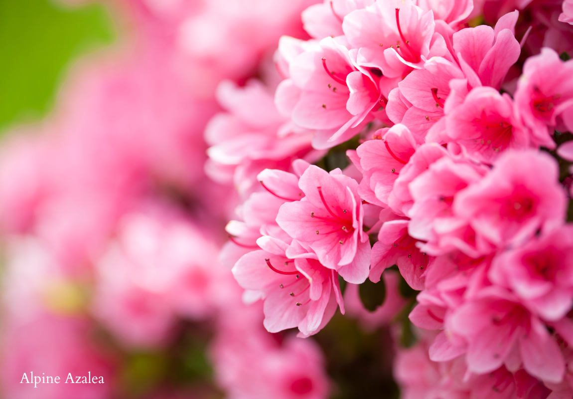 Alpine Azalea