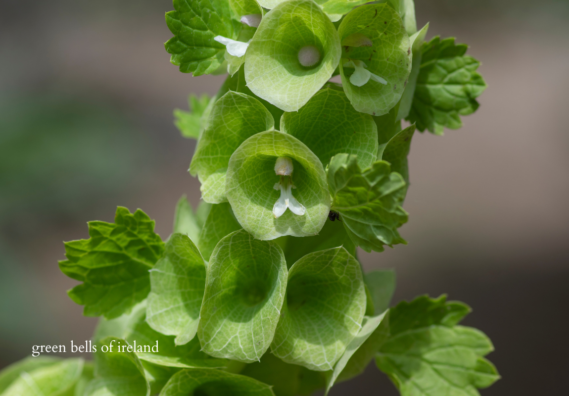 green bells of ireland