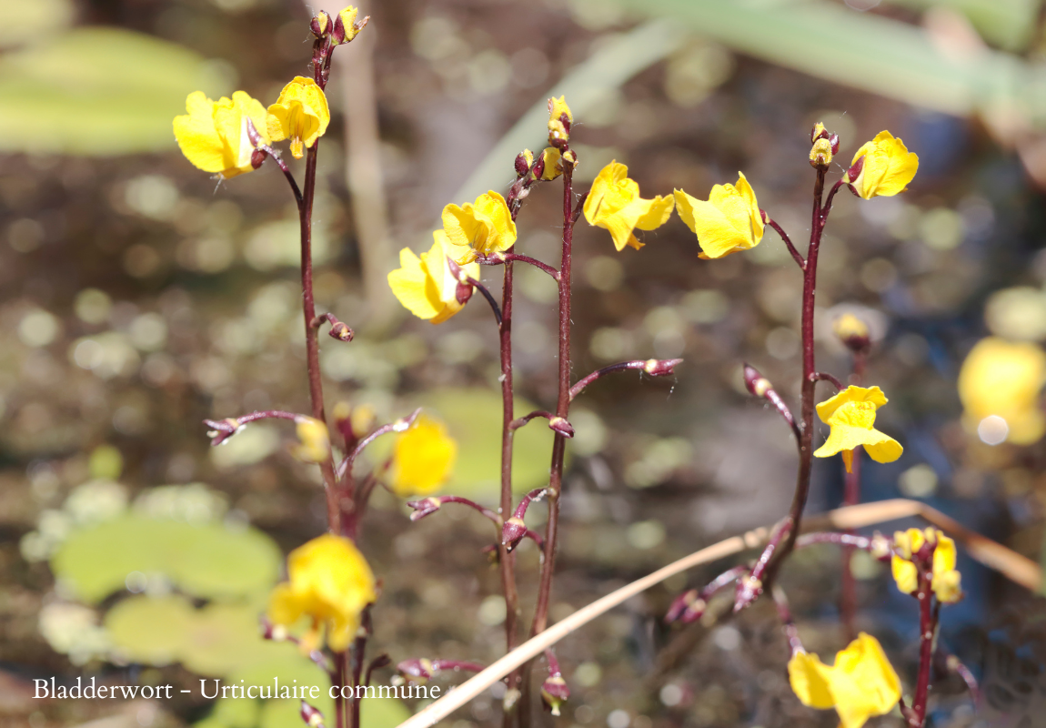 bladderwort