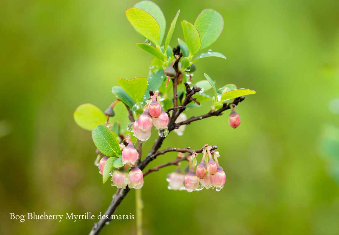 bog blueberry