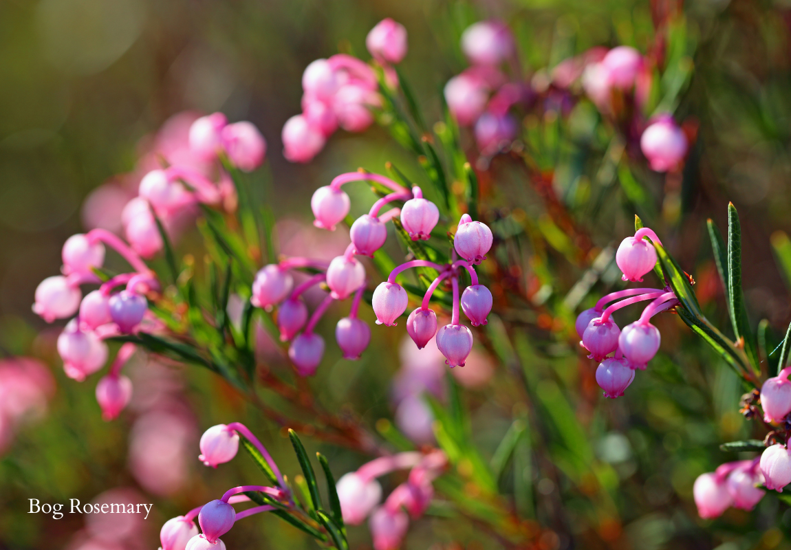 Bog rosemary