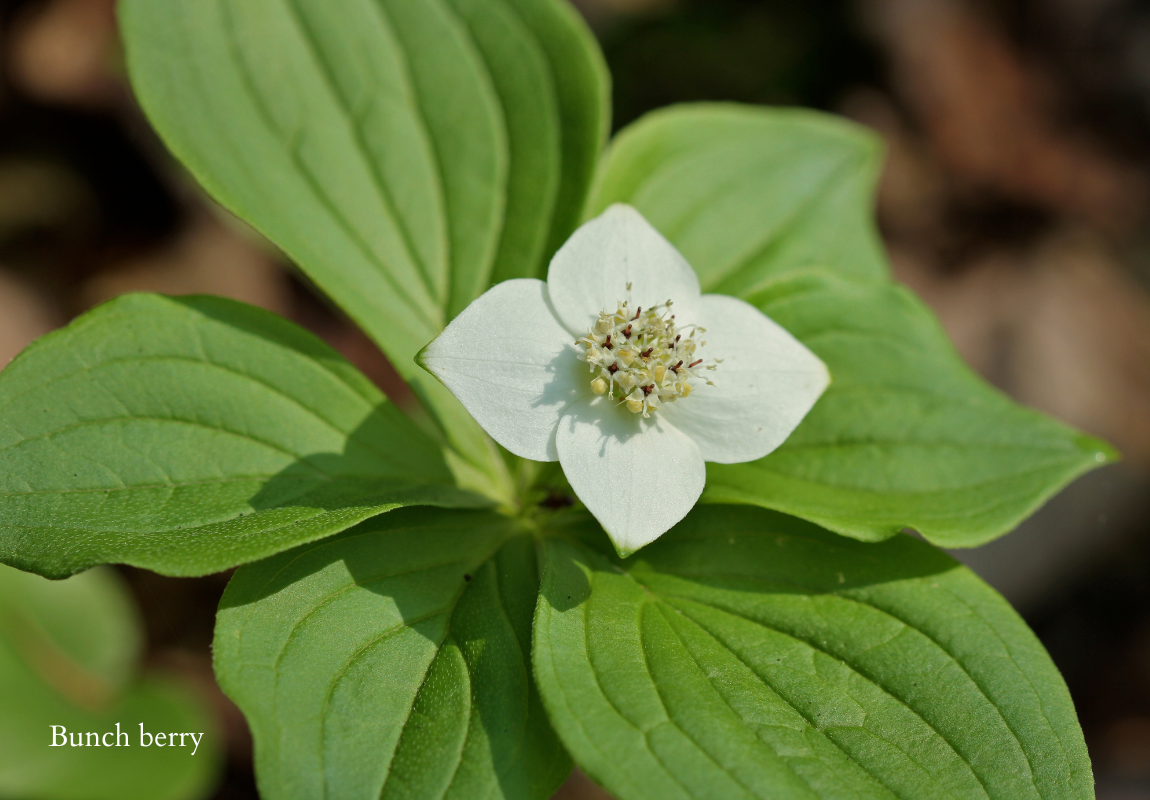 bunchberry