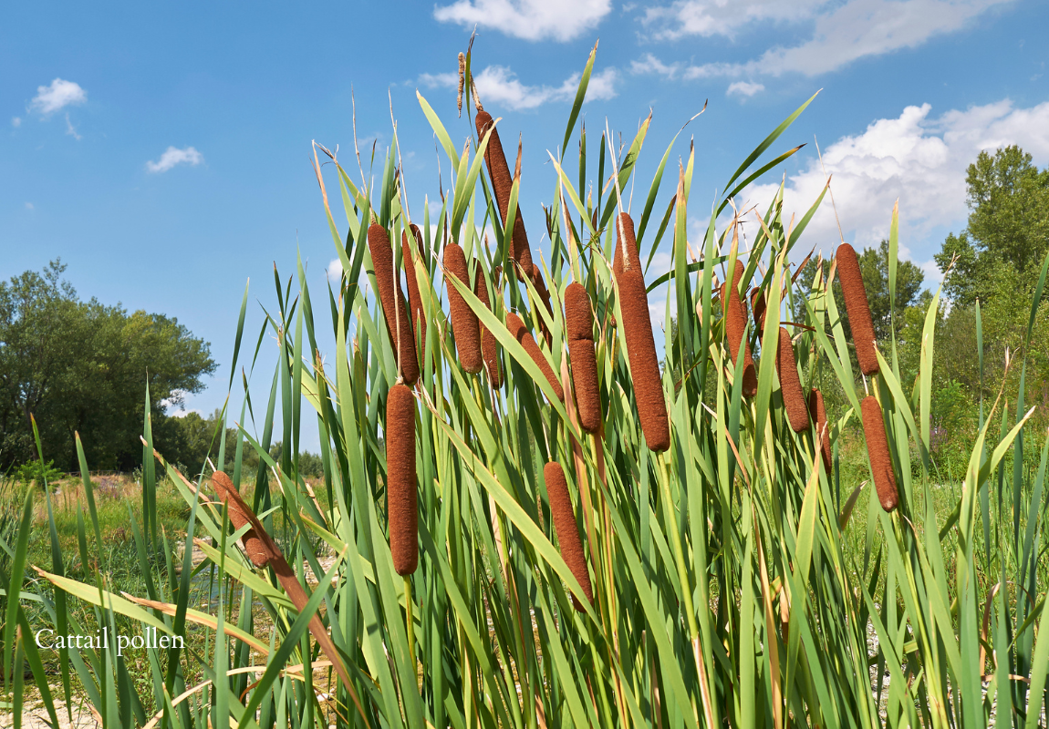 cattail pollen