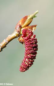 Balsam poplar