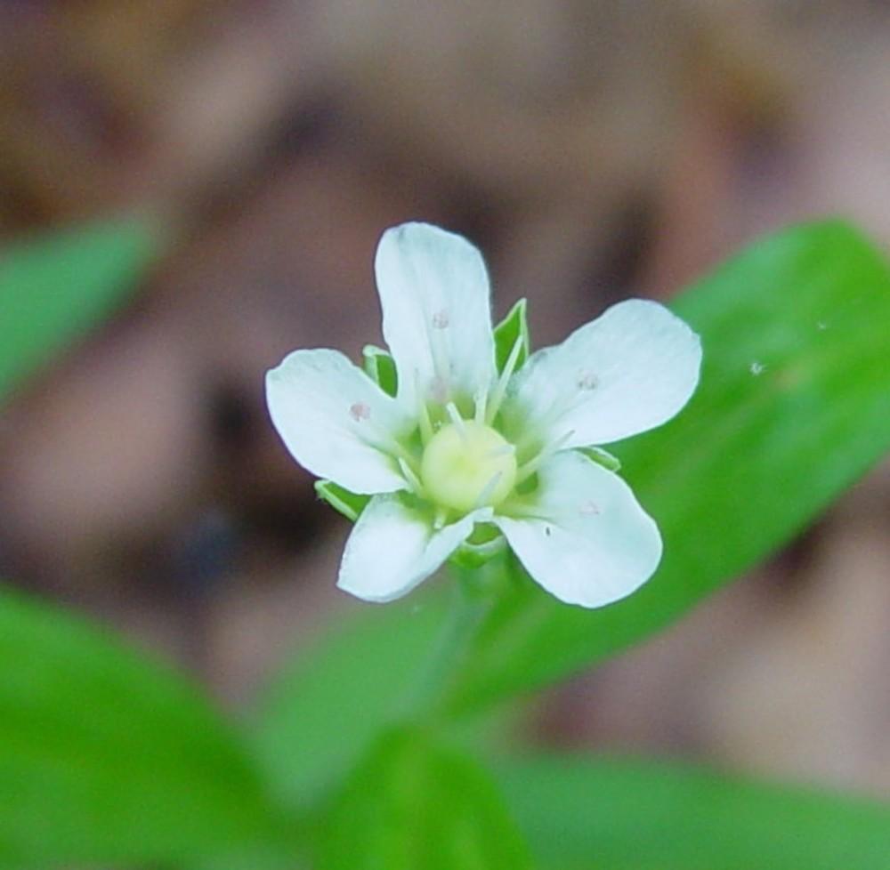 Grove sandwort