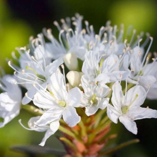 Labrador tea