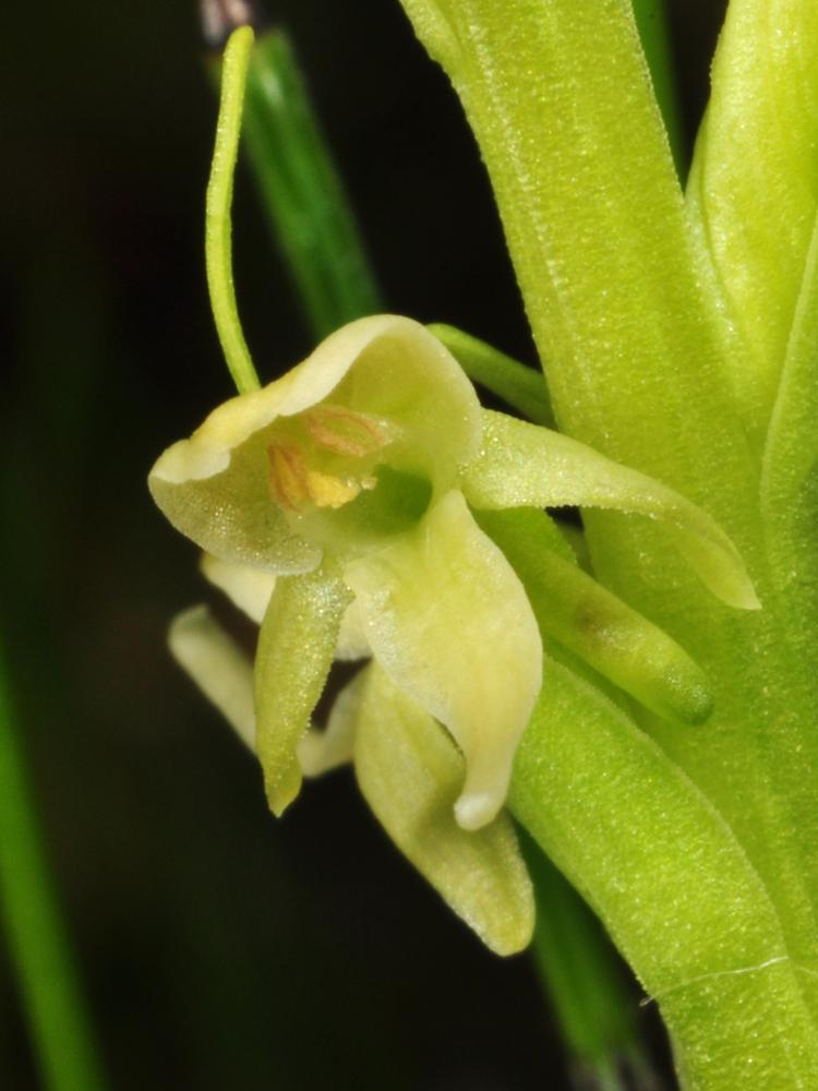 Platanthera huronensis fl gvanvelsir